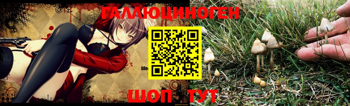 Галлюциногенные грибы Psilocybine cubensis  Вход с VPN  Малгобек 